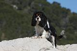 CAVALIER KING CHARLES 558